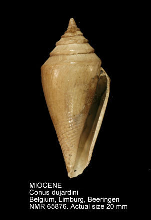 Conus dujardini (2).jpg - MIOCENEConus dujardiniDeshayes,1845
